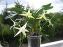 Angraecum sesquipedale